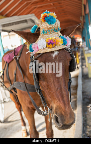 Eine Kutsche Pferd wartet auf Touristen in Prince George Wharf, Nassau, Bahamas, Karibik Stockfoto