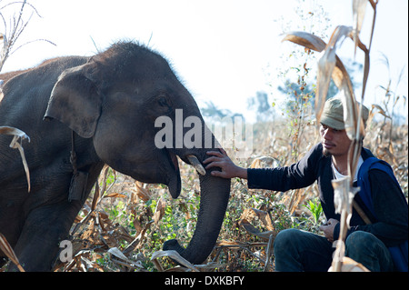 Mahout sitzt, hand auf Stamm, im Kornfeld mit dem Elefanten. Huay Pakoot, Nord-Thailand. Stockfoto