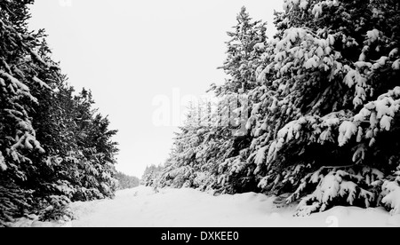 Schneebedeckte Kiefern in den Pennines, West Yorkshire Stockfoto