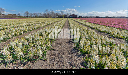 Frühling Zeit in den Niederlanden: Weitwinkel-Blick auf bunte Hyazinthen blühen auf volle Höhepunkt in Noordwijk, Süd-Holland. Stockfoto