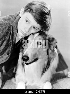 LASSIE COME HOME Stockfoto