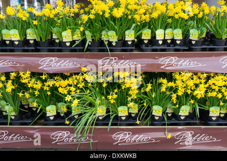 Töpfe mit Tete-a-Tete Narcissus zum Verkauf an ein Dobbies Garden Centre in King's Lynn. Norfolk - ein Teil von Tesco. Stockfoto