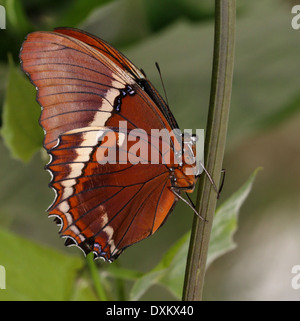 Nahaufnahme einer Rusty-bestückte Seite (Siproeta Epaphus) aka Black und Tan Schmetterling oder braun Siproeta Stockfoto