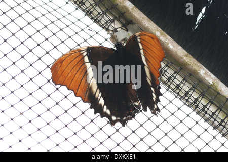 Nahaufnahme einer Rusty-bestückte Seite (Siproeta Epaphus) aka Black und Tan Schmetterling oder Brown Siproeta, Flügel geöffnet Stockfoto