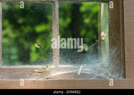 Spinnweben auf einer Blockhütte Fenster Spring Mill Pioneer Village, Indiana. Digitale Fotografie Stockfoto