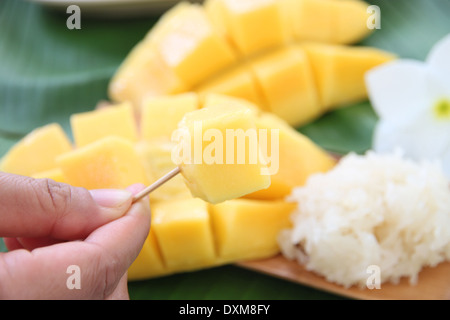Mango Fruchtfleisch gelb und klebrigen Reis auf Banane Blätter, lokale thailändischen Speisen. Stockfoto