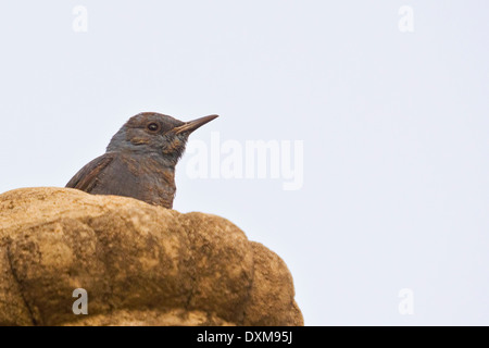 Blauen Rock Soor (Monticola Solitarius) Stockfoto