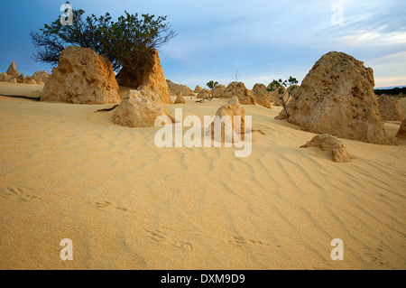 Tierische Spuren im Pinnacles Desert Stockfoto