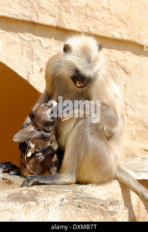 Jaipurian Languren in Amber Palast, Jaipur, Indien. Stockfoto