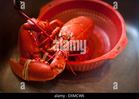Frisch gekochter roter Hummer im Sieb, servierfertig, Zubereitung von Meeresfrüchten in der Küche Stockfoto