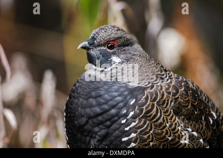 Fichte-Moorhuhn im Herbst, Yoho-Nationalpark Stockfoto