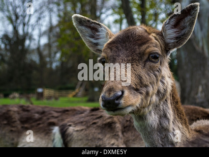 Eine Nahaufnahme der Schuss in den Kopf eines jungen Damhirsche Stockfoto