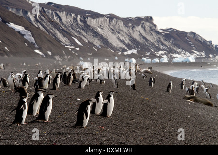 Antarktis Pinguine, Kinnriemen Pinguin, Pygoscelis Antarctica, Bailey Kopf Strand, Deception Island, Antarktis-Landschaft. Stockfoto