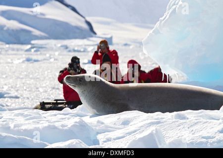 Antarktis Kreuzfahrt Antarktis Vadokan Dichtungen, Lobodon Carcinophaga auf Eisberg mit Touristen fotografieren im Tierkreis im Hintergrund anzeigen. Stockfoto