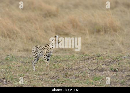 Serval (Leptailurus Serval - Felis Serval) das hohe Gras der Savanne Ostafrikas Masai Mara - Kenia - Jagd Stockfoto