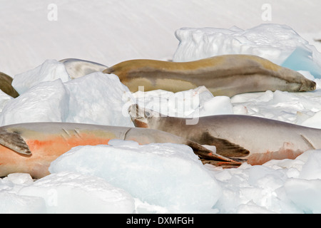 Antarktis Vadokan Dichtungen, Lobodon Carcinophaga, holte auf Eisberg zeigt Parallelen zu erschrecken und Krill farbig Abfälle. Stockfoto