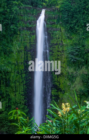 Akaka Falls; Akaka Falls State Park, Hamakua Küste, Insel von Hawaii. Stockfoto