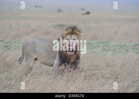 East African Lion - Massai-Löwe (Panthera Leo Nubica) männlich bedeckt mit dem Blut von einer Beute (Gnus) Masai Mara - Kenia Stockfoto