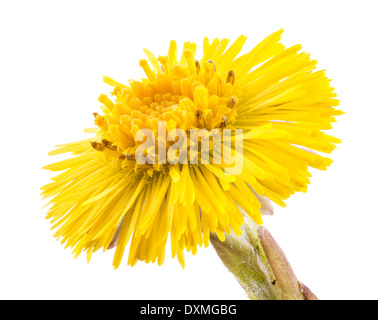 Huflattich Blume auf einem weißen Hintergrund Stockfoto