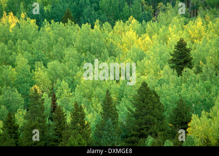 Anfang Herbst Farben, Mount Zirkel Wilderness Area, Colorado USA Stockfoto