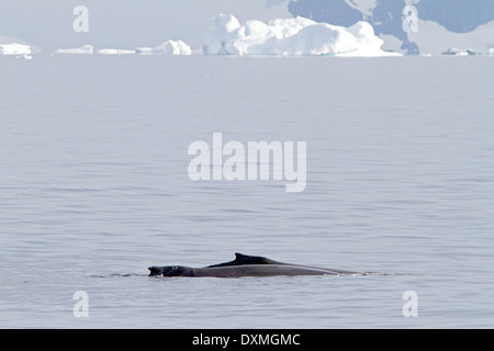 Antarktis Wale, Buckelwale, Antarktis, Megaptera novaeangliae. Wal Rückenflosse. Stockfoto