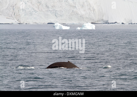 Antarktis Wale, Buckelwale, Antarktis, Megaptera novaeangliae. Wal Rückenflosse. Stockfoto