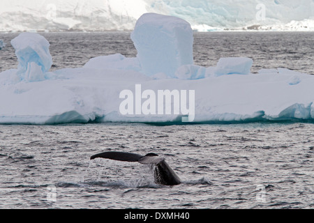 Antarktis Wale, Buckelwale, Antarktis, Megaptera novaeangliae. Whale Fluke mit Eisbergs. Stockfoto