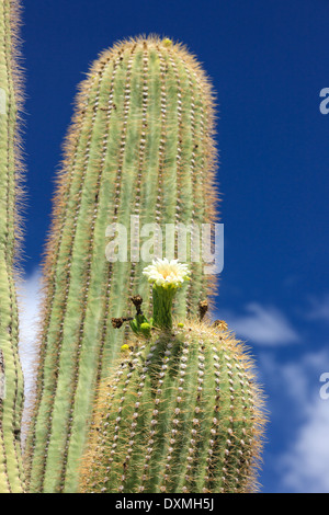 Kaktus Baum im Saguaro National Park, Arizona, USA Stockfoto