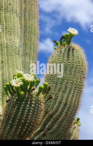 Kaktus Baum im Saguaro National Park, Arizona, USA