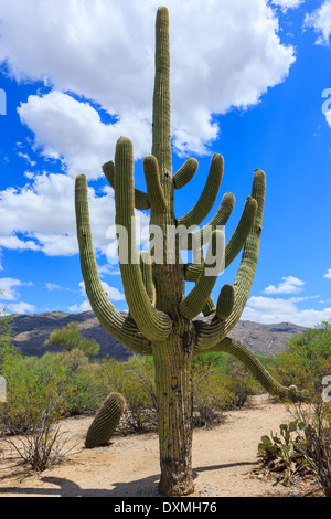 Kaktus Baum im Saguaro National Park, Arizona, USA Stockfoto