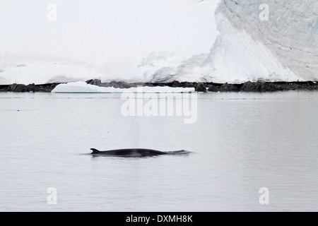 Antarktis Wale, Zwergwale Antarktis, Balaenoptera bonaerensis. Zwergwal Rückenflosse. Stockfoto