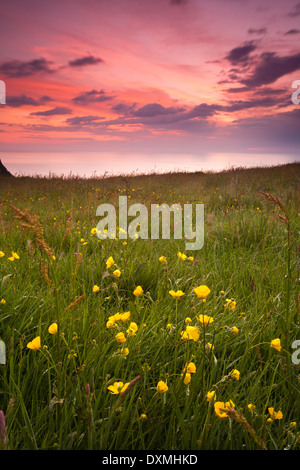 Blühende Wiese bei Sonnenaufgang auf der Insel Runde in die Kommune Herøy, Møre Og Romsdal Fylke, an der West Küste von Norwegen. Stockfoto