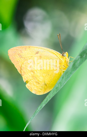 Gelbe Phoebis Philea Schmetterling auf einem grünen Blatt Stockfoto