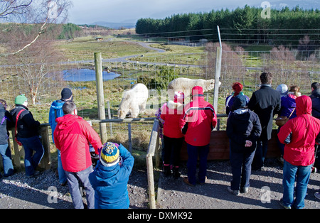 Besucher sehen junge männliche Eisbären Walker und Arktos bei der Fütterung von Anzeigebereich, Highland Wildlife Park, Schottland, Vereinigtes Königreich Stockfoto