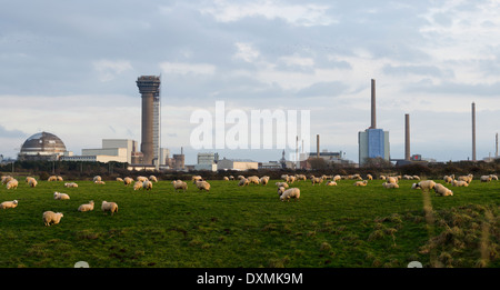 Ein Panorama der nuklearen Nachbehandlung von Sellafield. Es ist auch eine Landschaft Cumbria mit Schafbeweidung in ein Feld geschossen Stockfoto