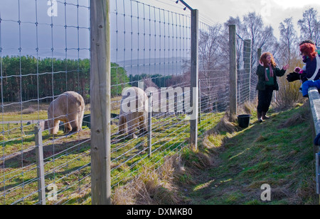 Tierpfleger gibt sprechen Sie Besucher an Eisbär Fütterung in regnerisch Winterwetter, Highland Wildlife Park, Schottland, Vereinigtes Königreich Stockfoto