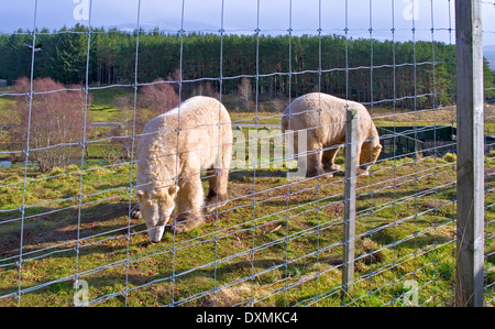 Junge männliche Eisbären Walker und Arktos zu jagen, um die Überreste ihrer Mittagszeit Futtermittel bei Highland Wildlife Park, Schottland, Vereinigtes Königreich Stockfoto