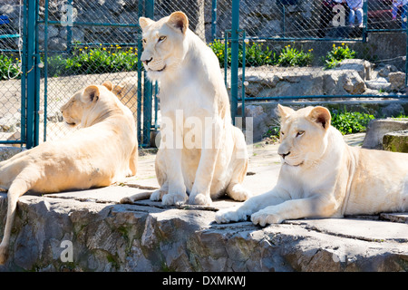 Drei weibliche weiße Löwen in den Zoo Käfig gesperrt Stockfoto