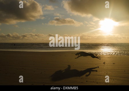 Ein schneller Hund, ein Lurcher, jagen nach einem Ball auf Drigg Strand in Cumbria, Silhouette gegen späten Nachmittag Sonne Stockfoto