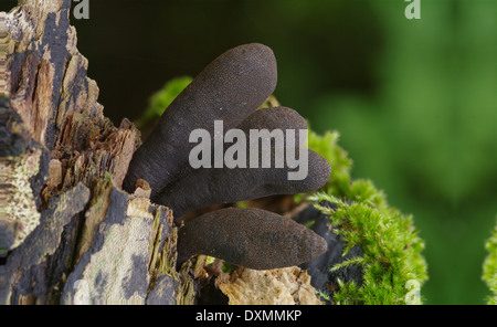 Toter Mann Finger - Xylaria polymorpha Stockfoto