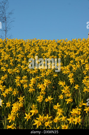 Narzissen Narzisse gelb blau Stockfoto