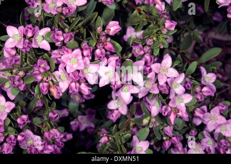 Nahaufnahme der Blüten von Anis Boronia - Boronia Crenulata - mit Morgen Tau-Familie Rutaceae Stockfoto