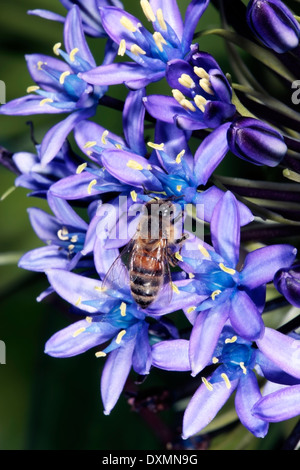 Peruanische Lilie/kubanischen Lily/Hyacinth von Peru/Portugiesisch Blaustern - Scilla Peruviana Familie Asparagaceae und Honigbienen-Apis Mellifera Stockfoto