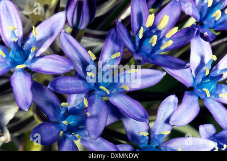 Nahaufnahme der Peruanische Lilie / kubanischen Lily/Hyacinth von Peru / Portugiesisch Blaustern - Scilla Peruviana - Familie Asparagaceae Stockfoto