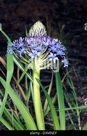 Peruanische Lilie / kubanischen Lily/Hyacinth von Peru / Portugiesisch Blaustern - Scilla Peruviana - Familie Asparagaceae Stockfoto