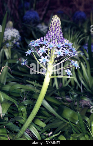 Peruanische Lilie / kubanischen Lily/Hyacinth von Peru / Portugiesisch Blaustern - Scilla Peruviana - Familie Asparagaceae Stockfoto