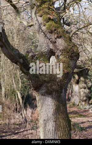Gemeinsame, Pedunculate oder Stieleiche (Quercus Robur). Stamm von einem ausgewachsenen Baum. Zeigt Bifurkation und neu verbinden. Norfolk. VEREINIGTES KÖNIGREICH. Stockfoto