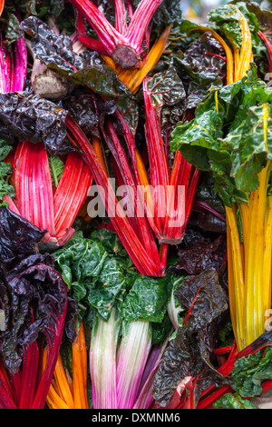 Grün und lila Grünkohl Pflanzen-Brassica oleracea Stockfoto