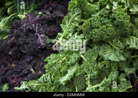 Grün und lila Grünkohl Blätter-Brassica oleracea Stockfoto