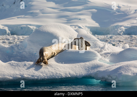 Ein Seeleopard (Hydrurga Leptonyx) holte auf einem Eisberg im Drygalski Fjord, Stockfoto